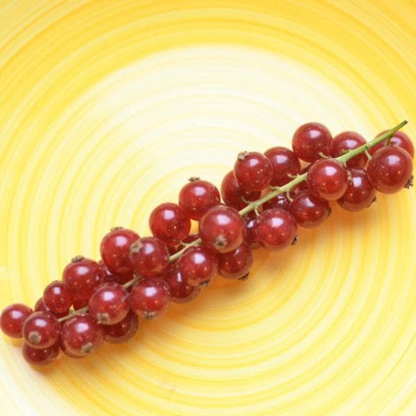 رژیم غذایی اتکینز